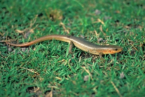  p>草腹链蛇(学名:amphiesma stolata)为 a href="#">蛇亚目 /a> a