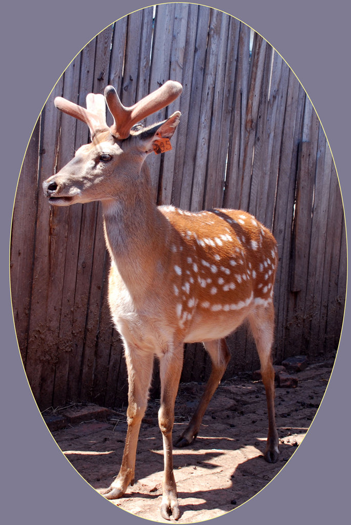  p>梅花鹿日本亚种是梅花鹿的一个亚种,分布于日本本州,九州与四国岛.