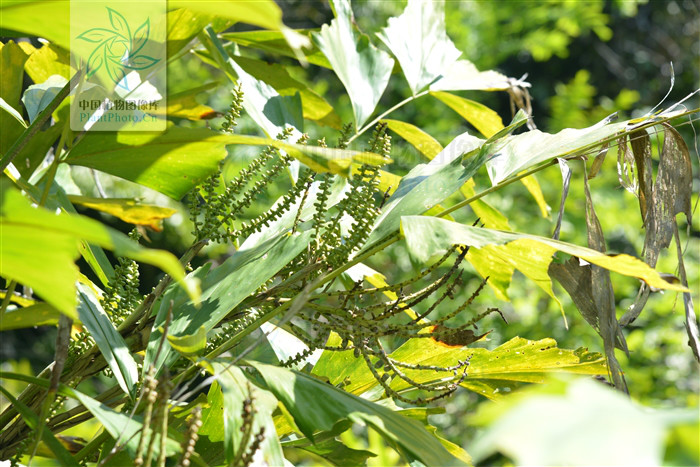 wallichia caryotoides roxb.