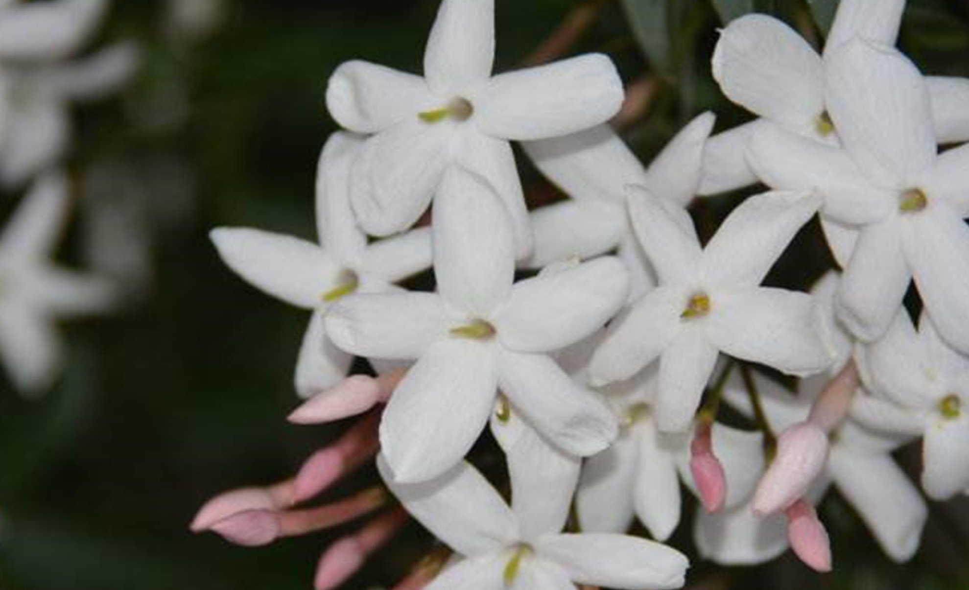 jasminum dispermum wall.