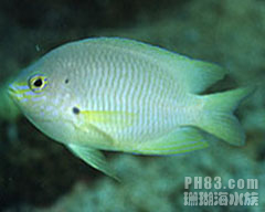 黄尾雀鲷