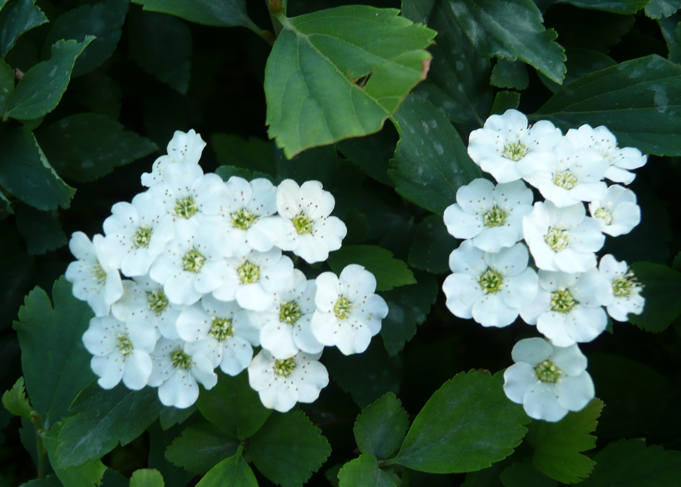 麻叶绣球绣线菊