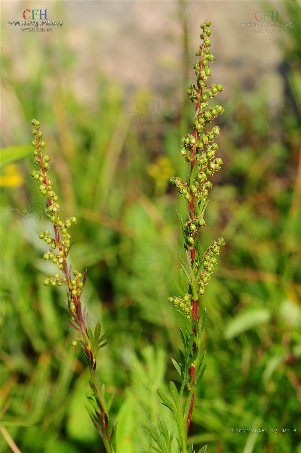  p>东北牡蒿(学名: i>artemisia manshurica /i> (komar.) komar.