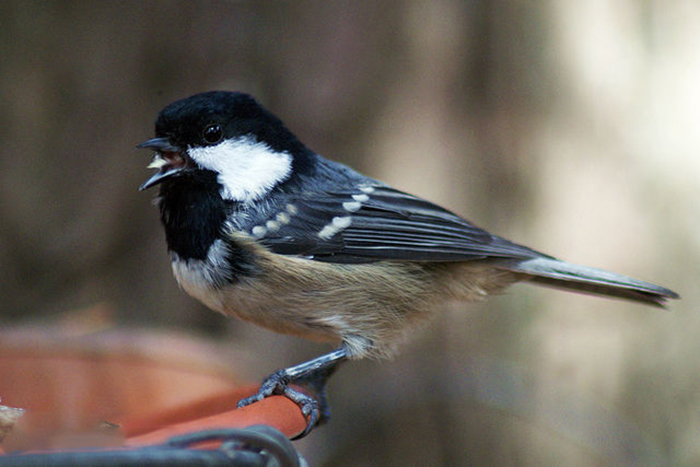  p>煤山雀(学名: i>periparus ater /i>):是鸟纲,山雀科的 a href="#"