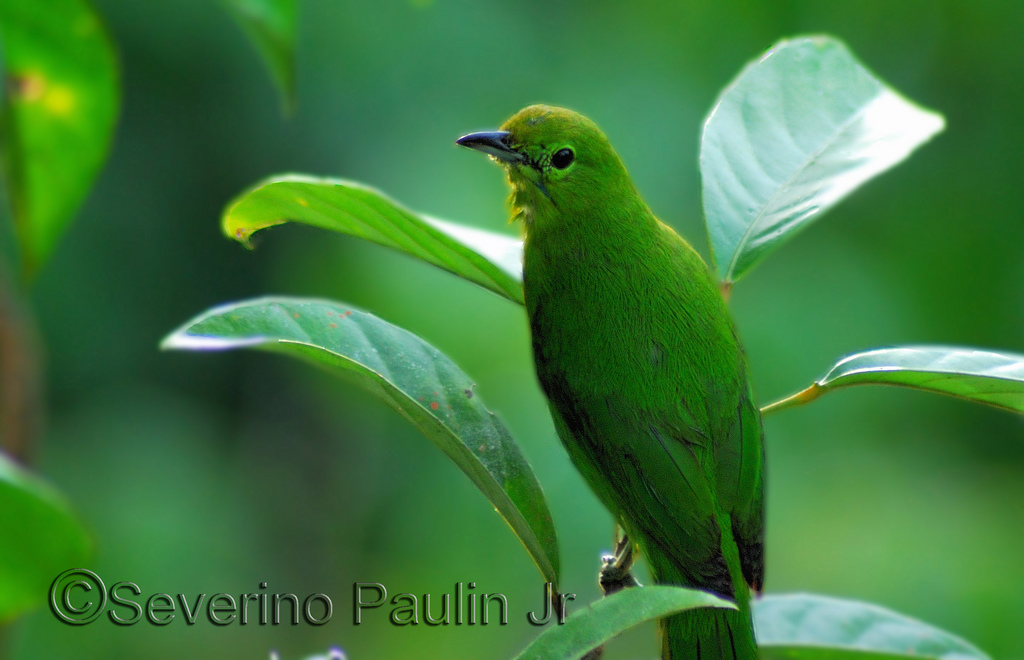 chloropsis cyanopogon