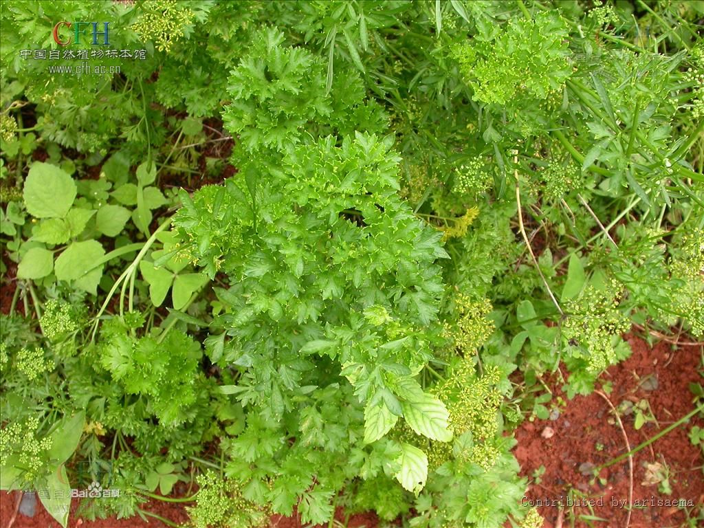  p>欧芹属,学名petroselinum hill , a target="_blank" href="/item