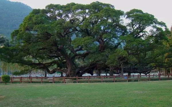  p data-id="gnwiqjls4v">福州大榕树,又称中国榕树王,位于福建省福州