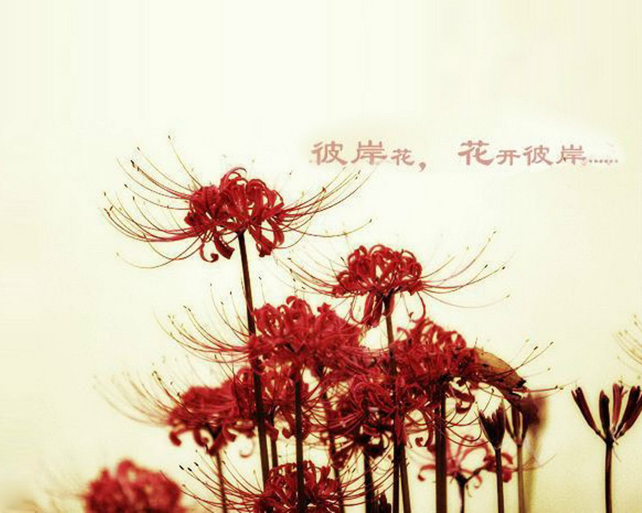 曼珠沙华,寻找我的彼岸