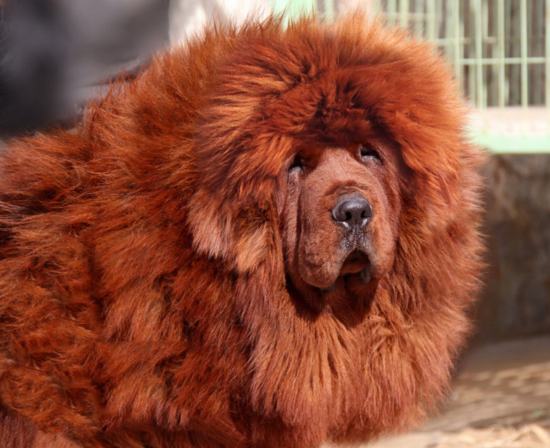  p> a target="_blank" href="/item/藏獒/5311" data-lemmaid="5311"