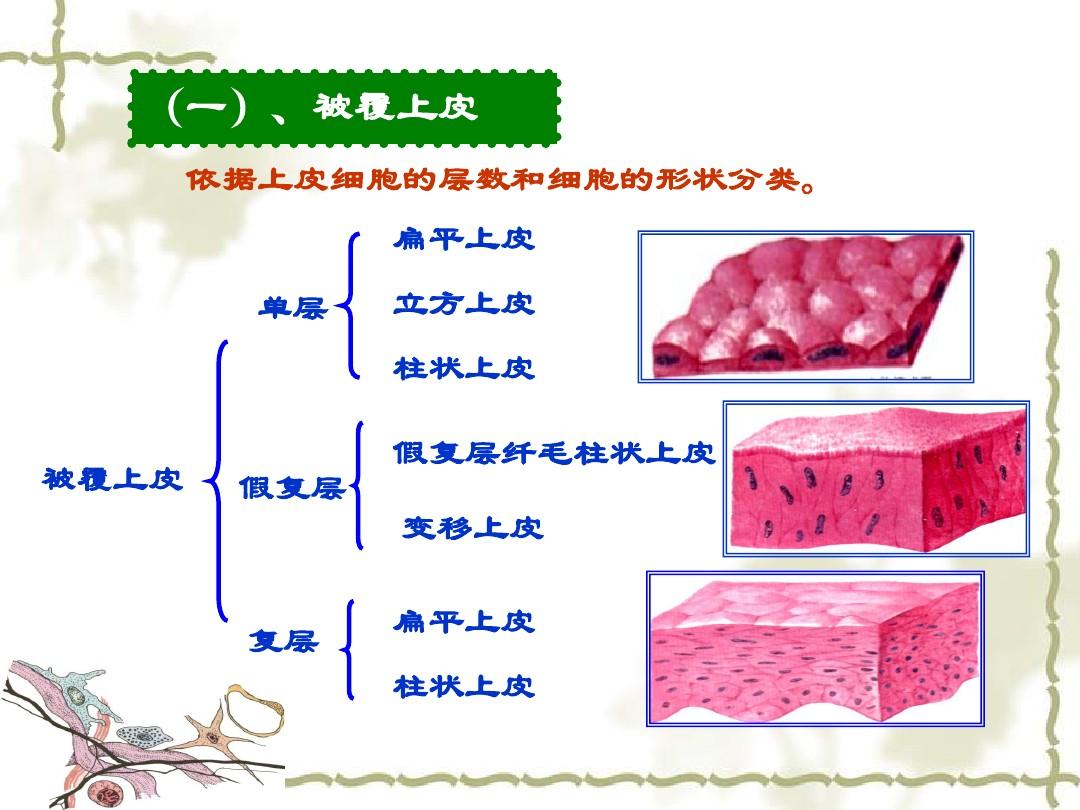  p>上皮组织(epithelial tissue),简称上皮(epithelium),由密集排列的
