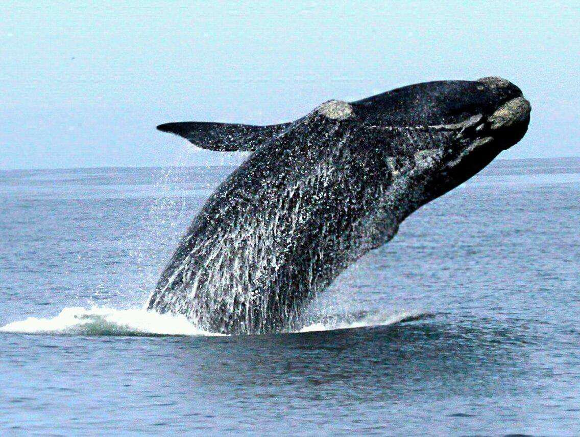 世界上最大的孤独——一头名叫52赫兹的鲸