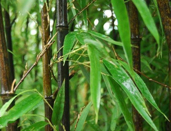 高杆桂竹无性系1号