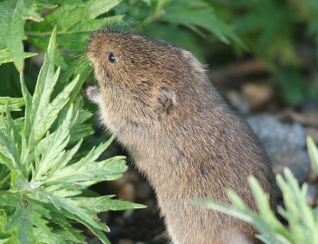  p>根田鼠(学名: i>microtus oeconomus /i>)体型中等大小,较 a href=