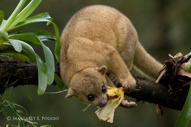  p>蜜熊(拉丁学名: i>potos flavus /i>,英文名:kinkajou),是生活在