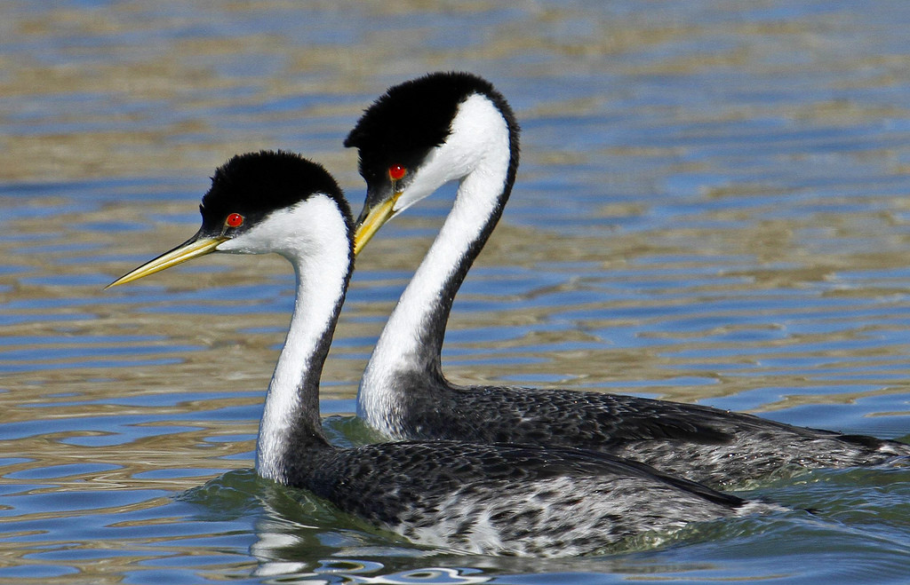  p>北美鸊鷉(学名: i>aechmophorus occidentalis /i>):体长约56至74