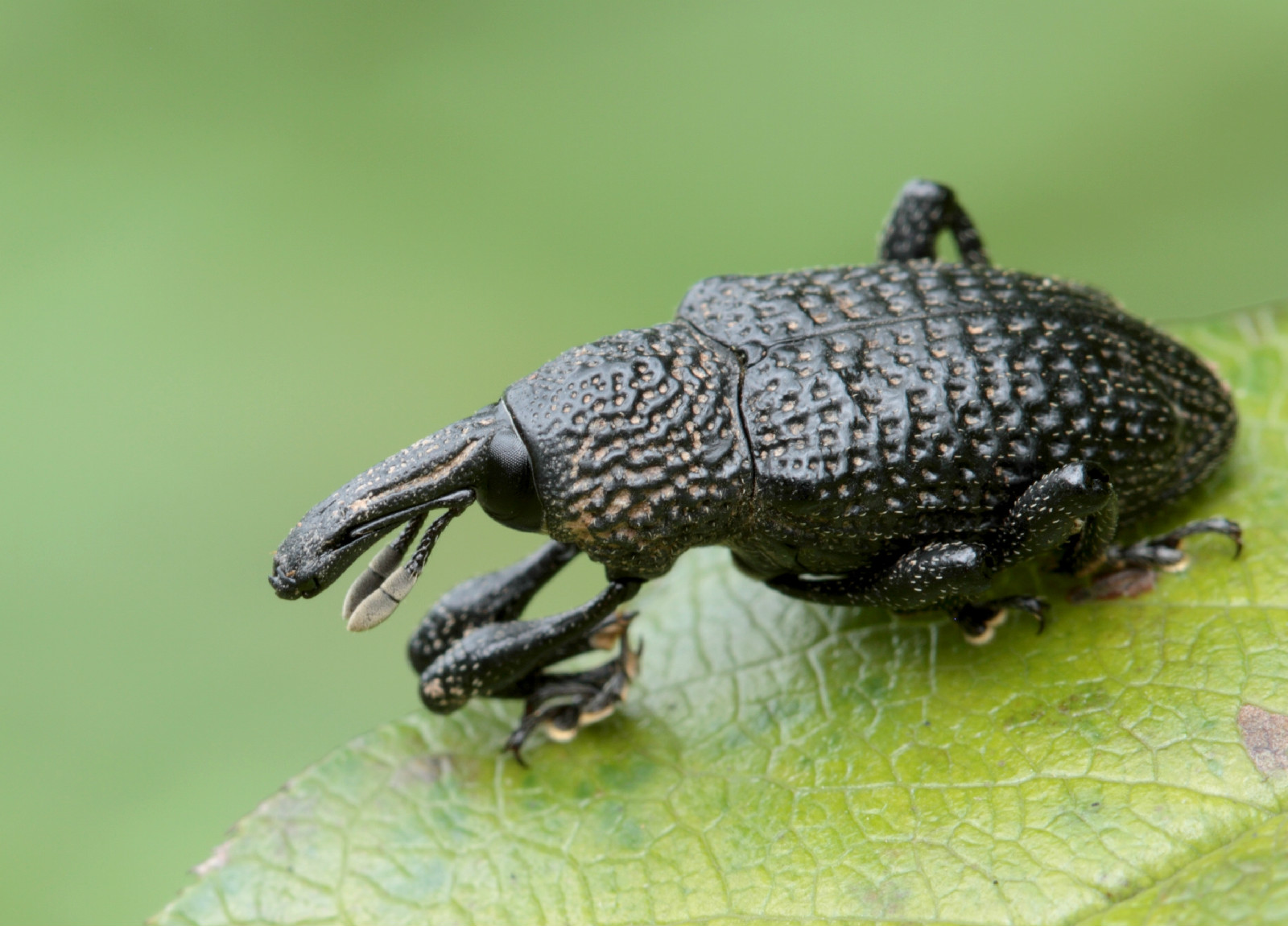  p>属鞘翅目,象甲科.分布于江苏,福建,江西,湖南;朝鲜,日本等.