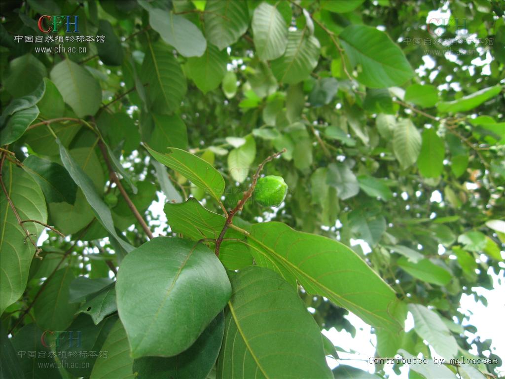 为使君子科植物诃子 i>terminalia chebula /i> retz.
