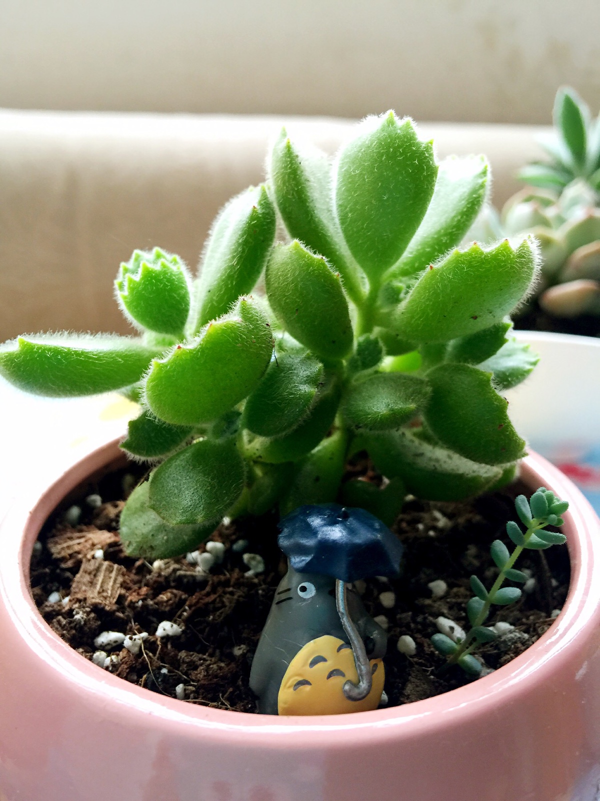  p>熊掌花(bearsfoot),一月五日 a href="#" data-lemmaid="7782445">