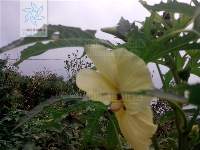 叶掌状5-9浅裂,直径7-20厘米. /p>