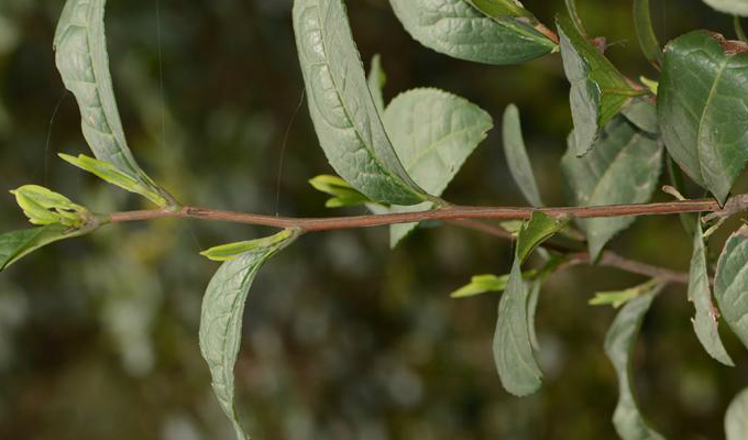  p>茶树,原名:茶,拉丁文名: i>camellia sinensis /i> (l.) o. ktze.