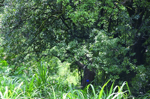  p data-id="gn7gtpy219">西坑村是浙江省衢州市常山县宋畈乡下辖村.