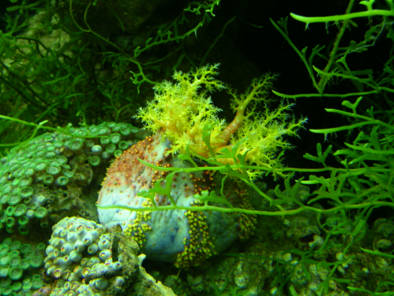 全球已知海草的种类