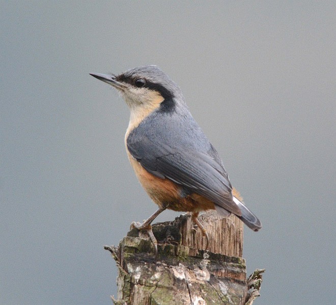 himalayensis /i>):小型 a href="#" data-lemmaid="278334">鸟类 /a>