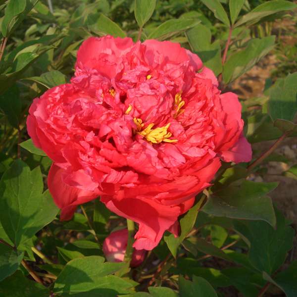  p>脂红(别名:胭脂红),牡丹的一种传统品种,千层台阁型.