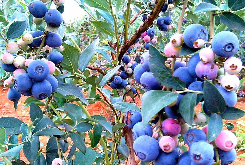  p data-id="go088hsnqz">蓝浆果( i>vaccinium