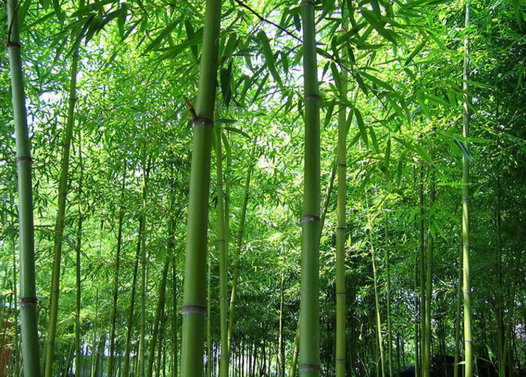  p>华丝竹(学名:pleioblastus intermedius s. y.