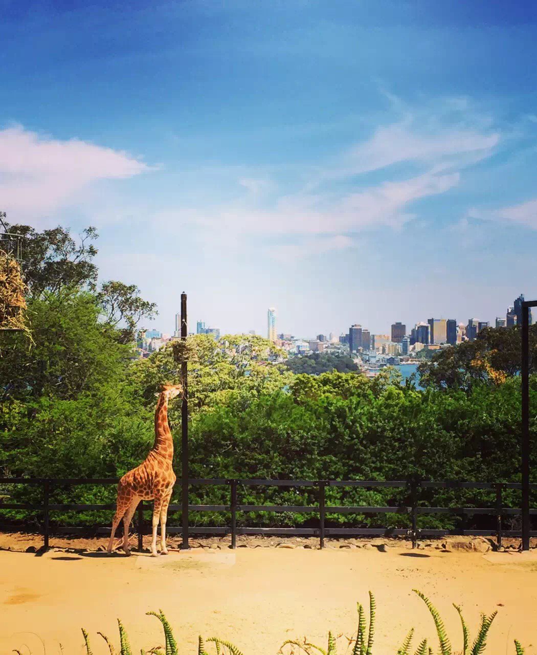 悉尼野生动物园