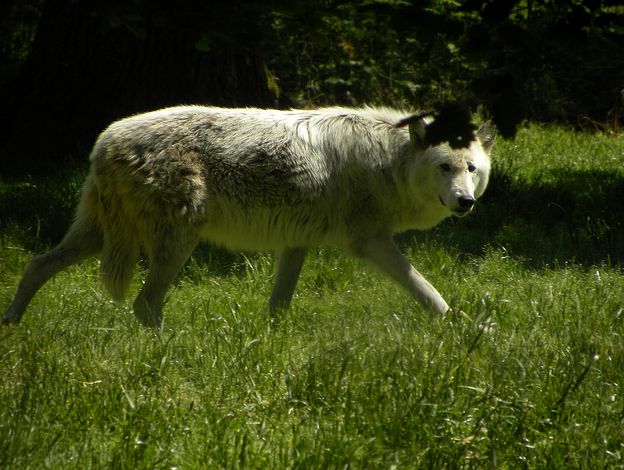  p>狼(学名: i>canis lupus /i>):是哺乳纲,食肉目,犬科的动物.