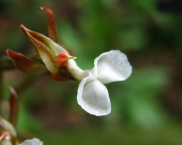  p>艳丽齿唇兰(学名: i>anoectochilus moulmeinensis  /i> (par.