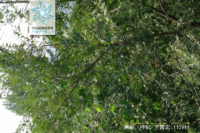  p>黑榆(学名: i>ulmus davidiana /i> planch.