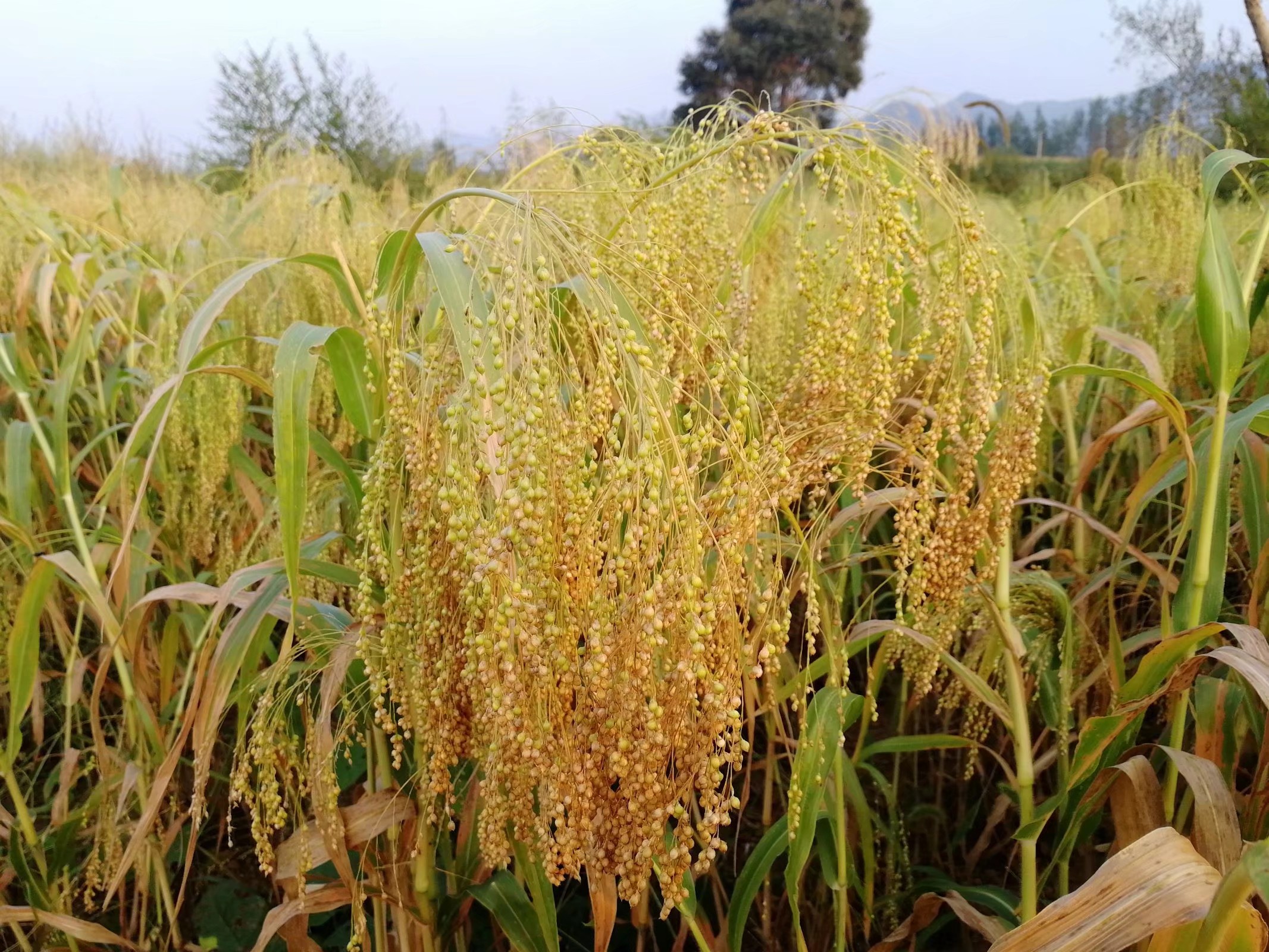  p>庄稼是一个汉语词汇,意思是指 a target="_blank" href="/item