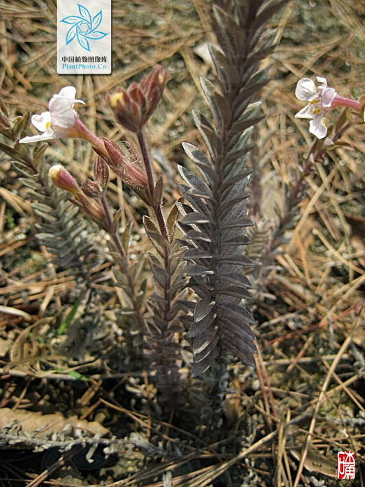  p>鹿茸草属monochasma maxim. ex franch. et sav.