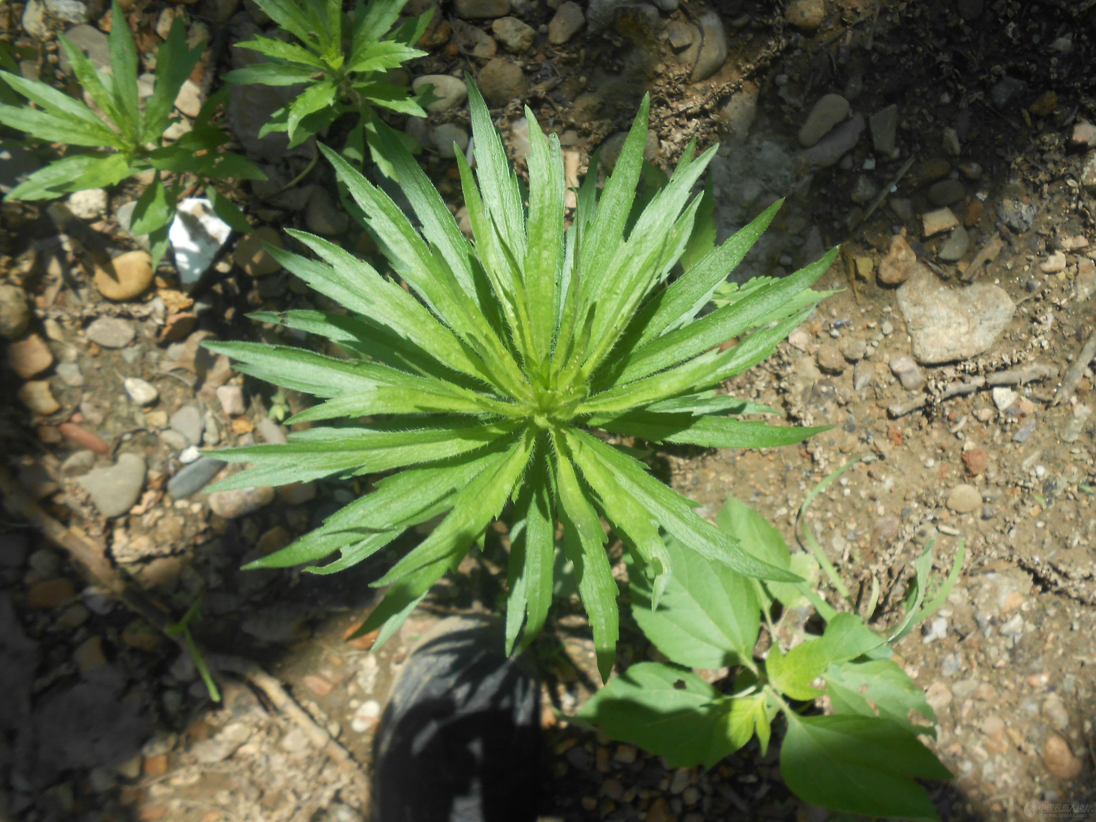 erigeron komarovii botsch.