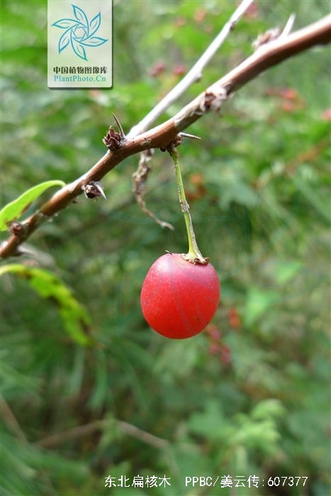  p>东北扁核木(学名: i>prinsepia sinensis /i> (oliv.) oliv.