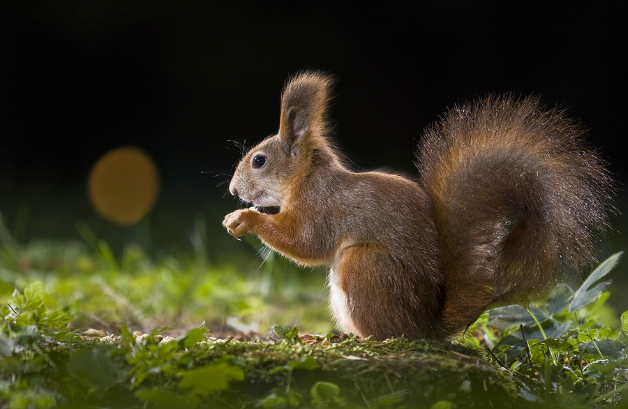 data-lemmaid="525725">哺乳纲啮齿目松鼠科中的一个亚科,包含花