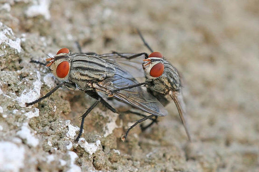  p>又称灰腹厕蝇, 属家蝇科厕蝇亚科厕蝇底( fallrlia ) 体型较小