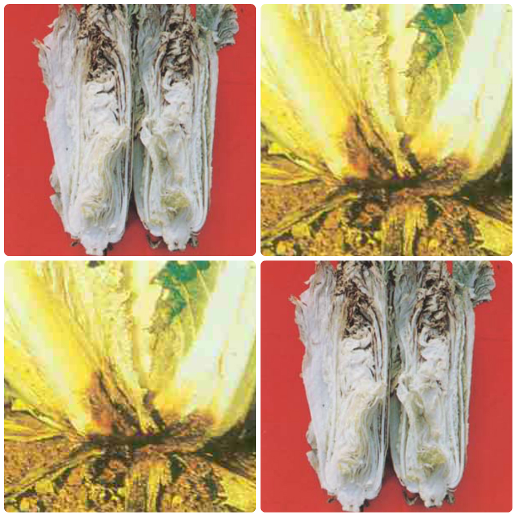 白菜类幼苗立枯病