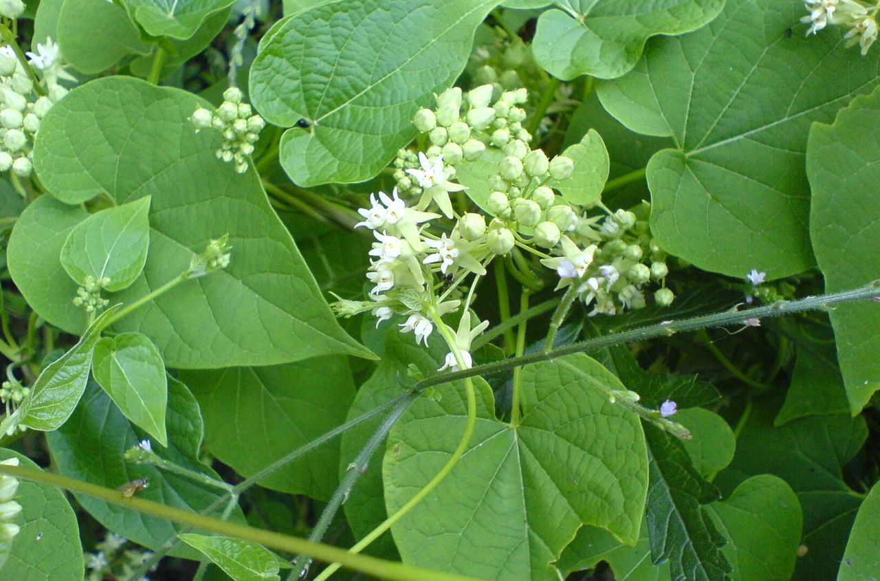  p>牛皮消(学名: i>cynanchum auriculatum /i> royle ex wight.