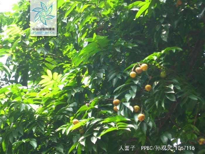  i>dracontomelon duperreanum /i> pierre)是漆树科,人面子属常绿大