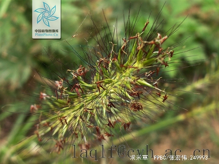  p>求米草(学名: i>oplismenus undulatifolius  /i>(arduino) beauv.