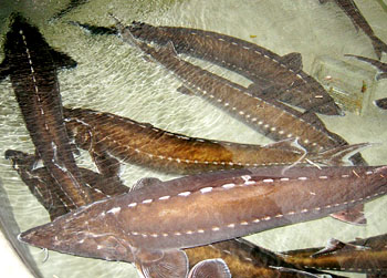  p>史氏鲟(学名: i>acipenser schrenckii /i>):是中国 a target="