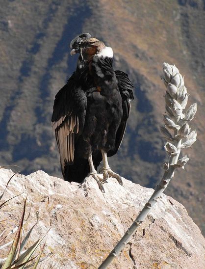  p>安第斯神鹫(学名: i>vultur gryphus /i>):又叫康多兀鹫,也有人叫