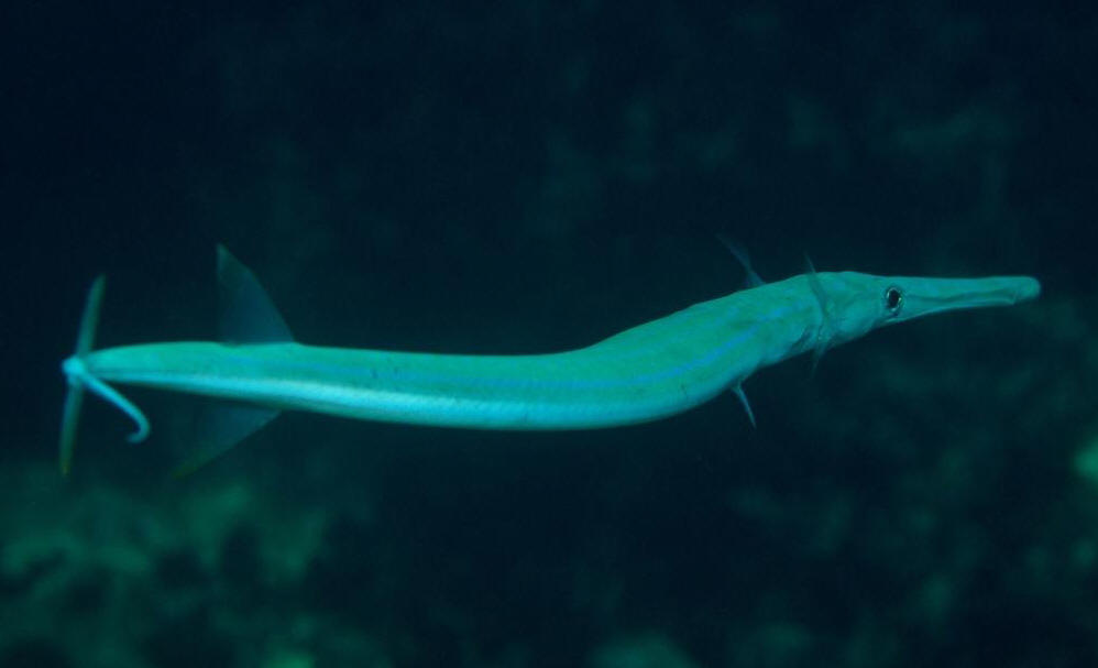  p>刺鱼目, i>gasterosteiformes /i>, a href="#" data-lemmaid="