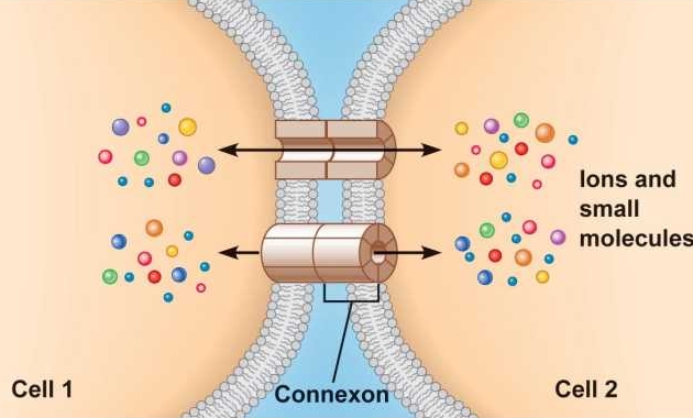 是细胞通讯的一种,属于细胞连接. /p>