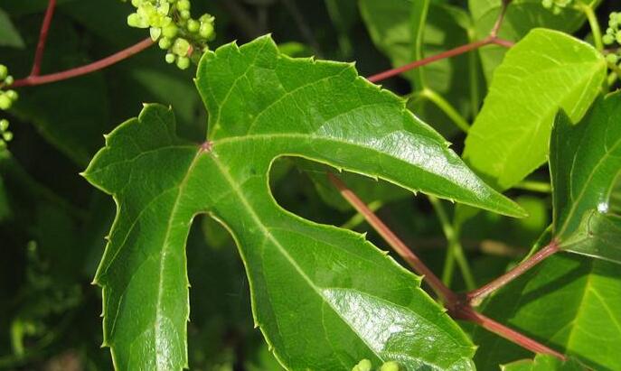 异叶蛇葡萄