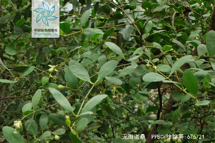  p>无瓣海桑(学名: i>sonneratia apetala /i>  buch.-ham. a>.